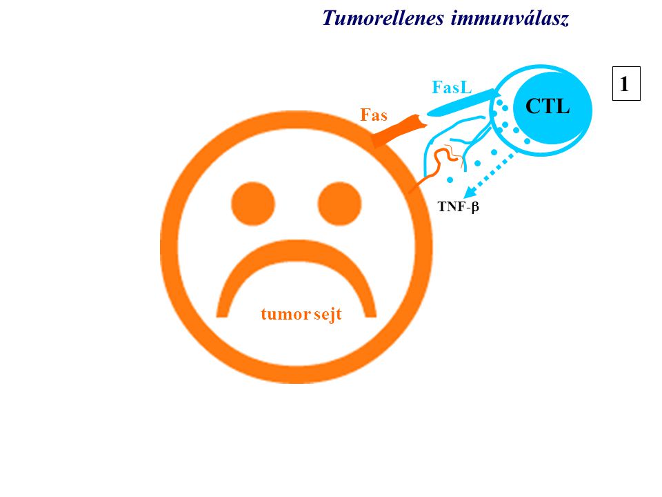 Tumorellenes immunválasz