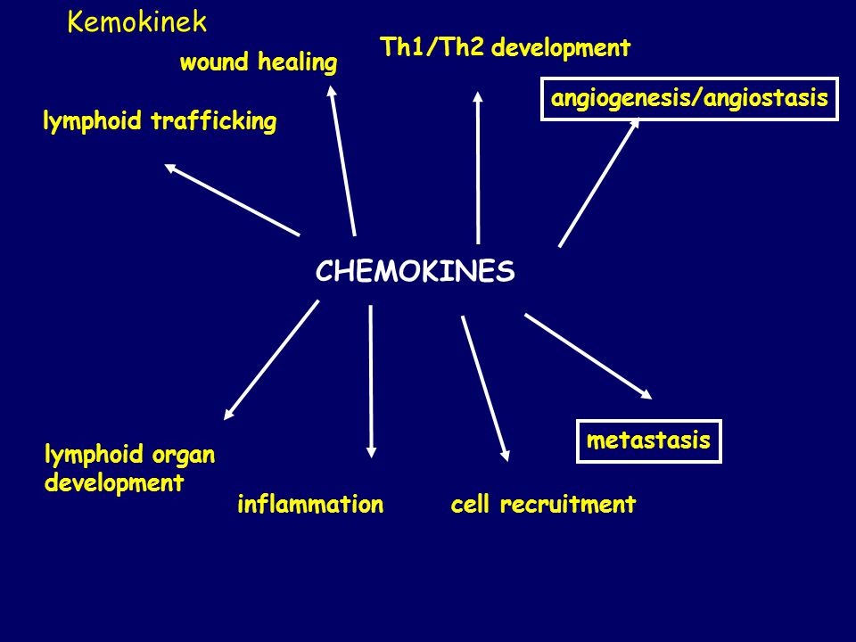 Kemokinek CHEMOKINES Th1/Th2 development wound healing