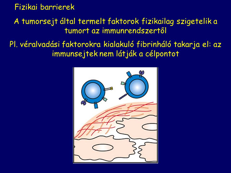 Fizikai barrierek A tumorsejt által termelt faktorok fizikailag szigetelik a tumort az immunrendszertől.