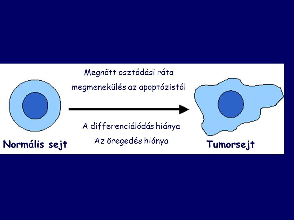 Normális sejt Tumorsejt Megnőtt osztódási ráta