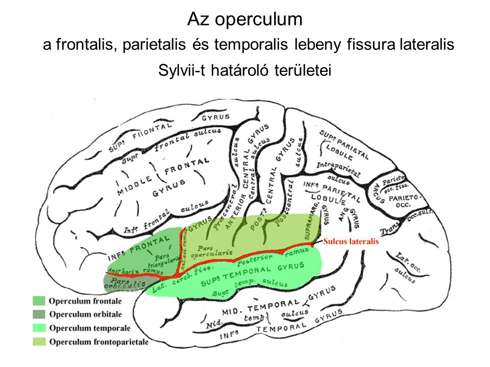Az operculum a frontalis, parietalis és temporalis lebeny fissura lateralis Sylvii-t határoló területei