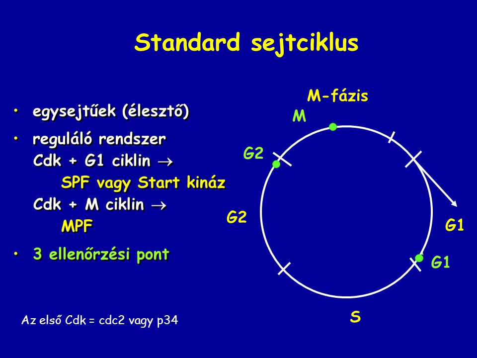 Standard sejtciklus M-fázis egysejtűek (élesztő) M reguláló rendszer