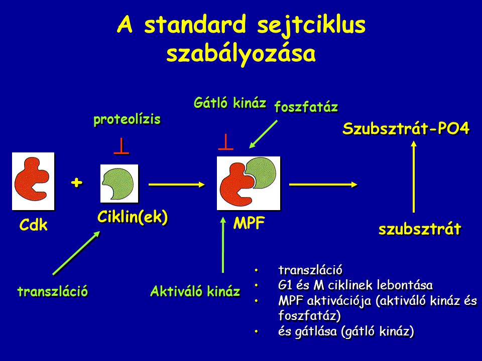 A standard sejtciklus szabályozása