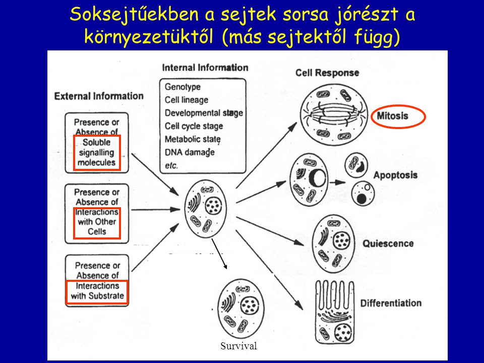 Soksejtűekben a sejtek sorsa jórészt a környezetüktől (más sejtektől függ)