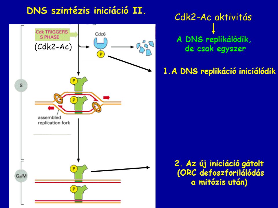 DNS szintézis iniciáció II.