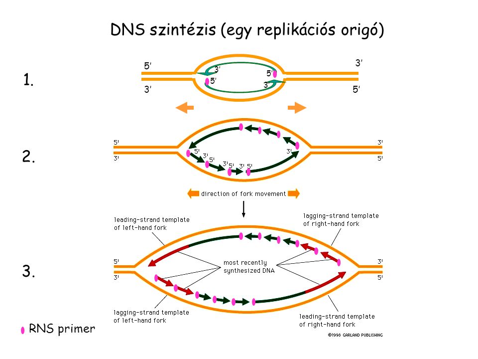 DNS szintézis (egy replikációs origó)