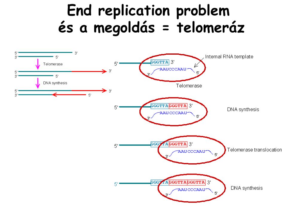 End replication problem és a megoldás = telomeráz