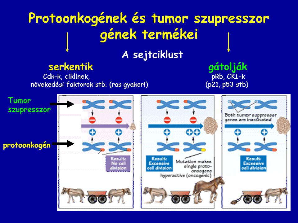 Protoonkogének és tumor szupresszor gének termékei