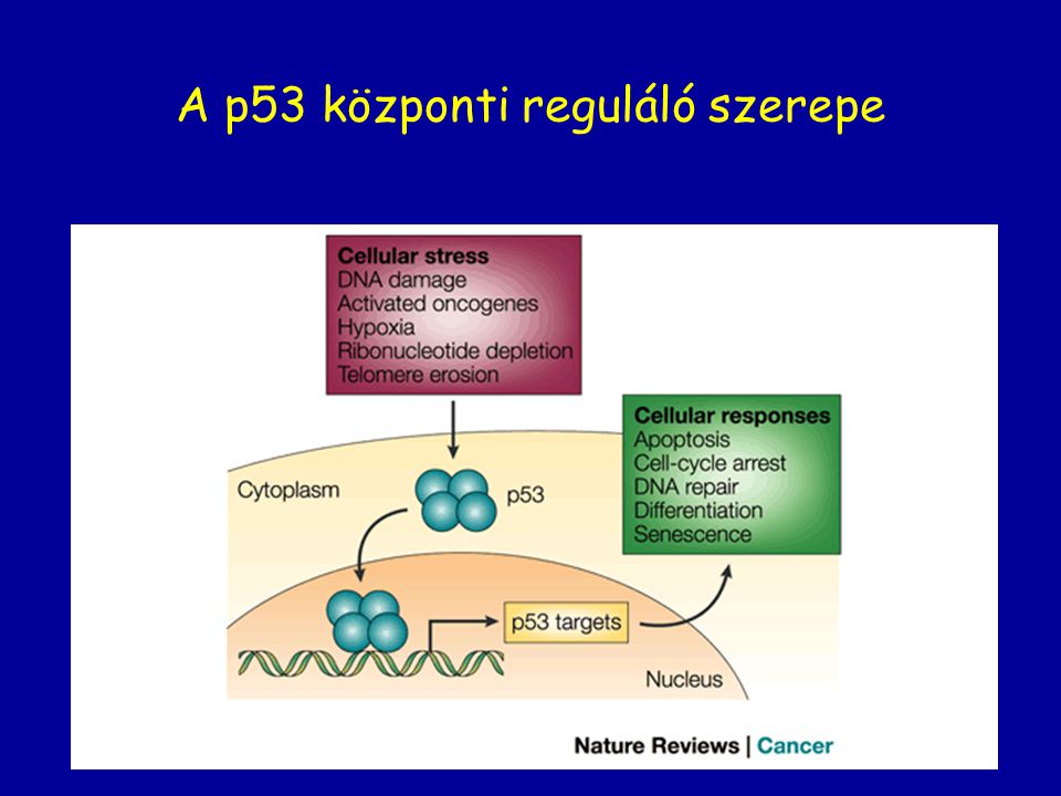 A p53 központi reguláló szerepe