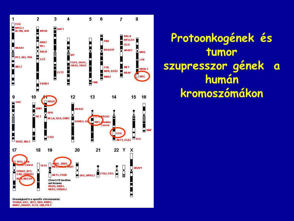 Protoonkogének és tumor szupresszor gének a humán kromoszómákon