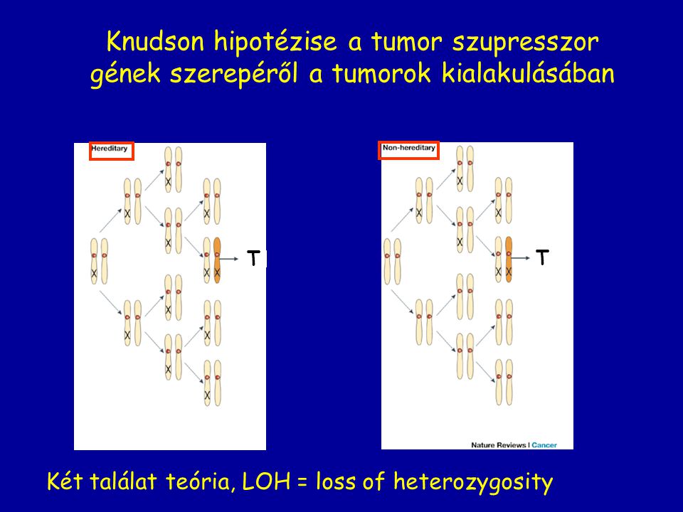 Knudson hipotézise a tumor szupresszor gének szerepéről a tumorok kialakulásában