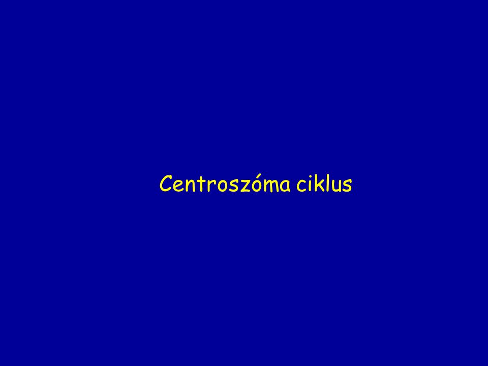 Centroszóma ciklus