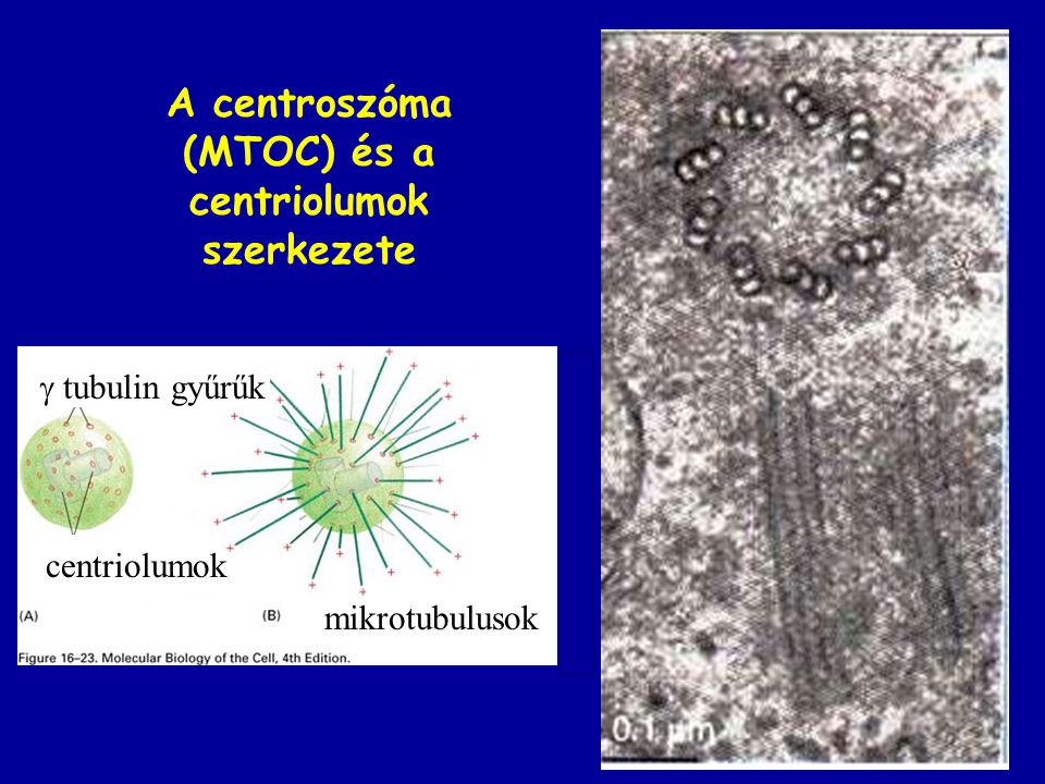 A centroszóma (MTOC) és a centriolumok szerkezete