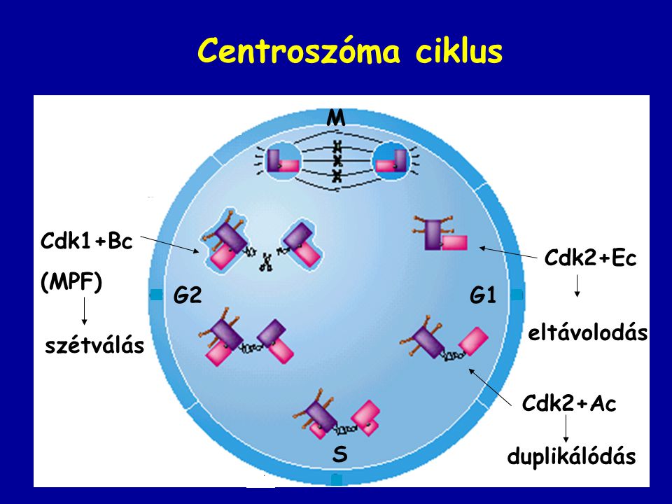 Centroszóma ciklus M Cdk1+Bc (MPF) Cdk2+Ec G2 G1 eltávolodás szétválás