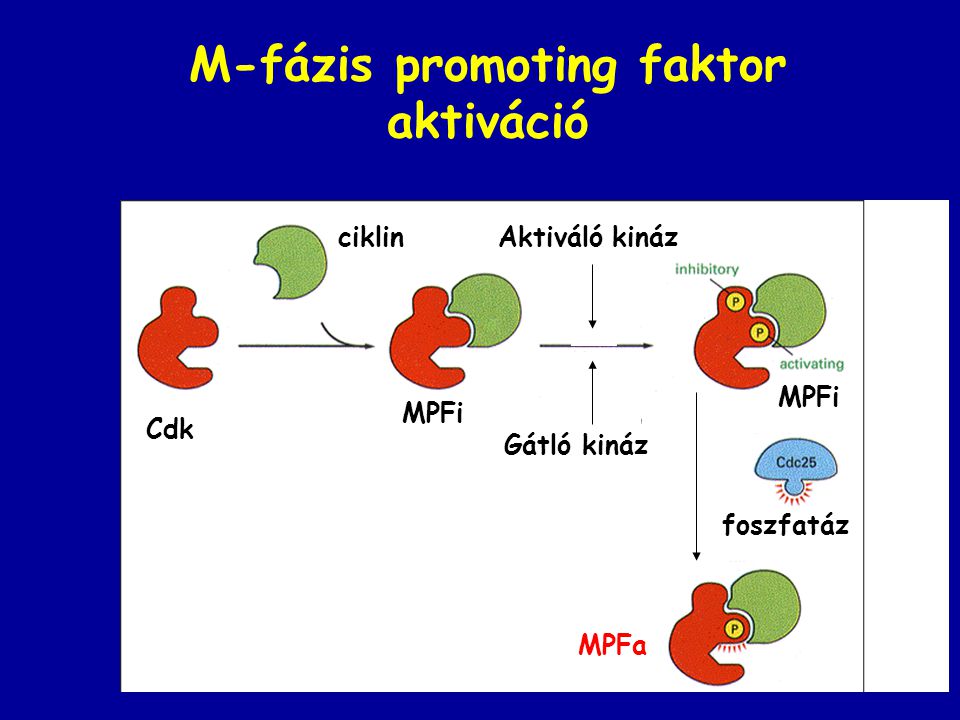 M-fázis promoting faktor aktiváció