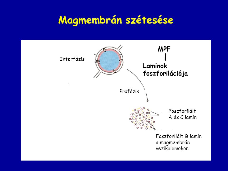 Magmembrán szétesése MPF Laminok foszforilációja Interfázis Profázis