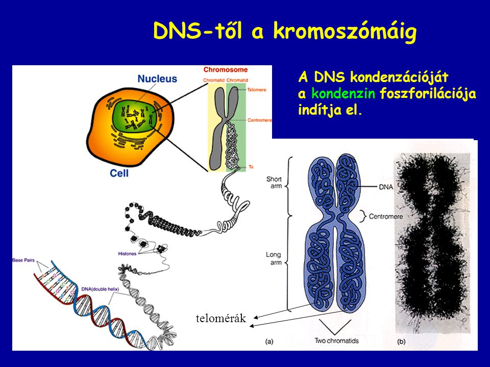 DNS-től a kromoszómáig
