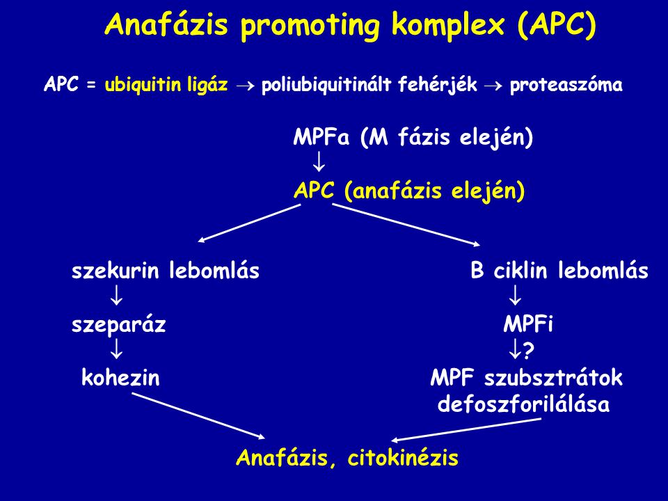 Anafázis promoting komplex (APC)
