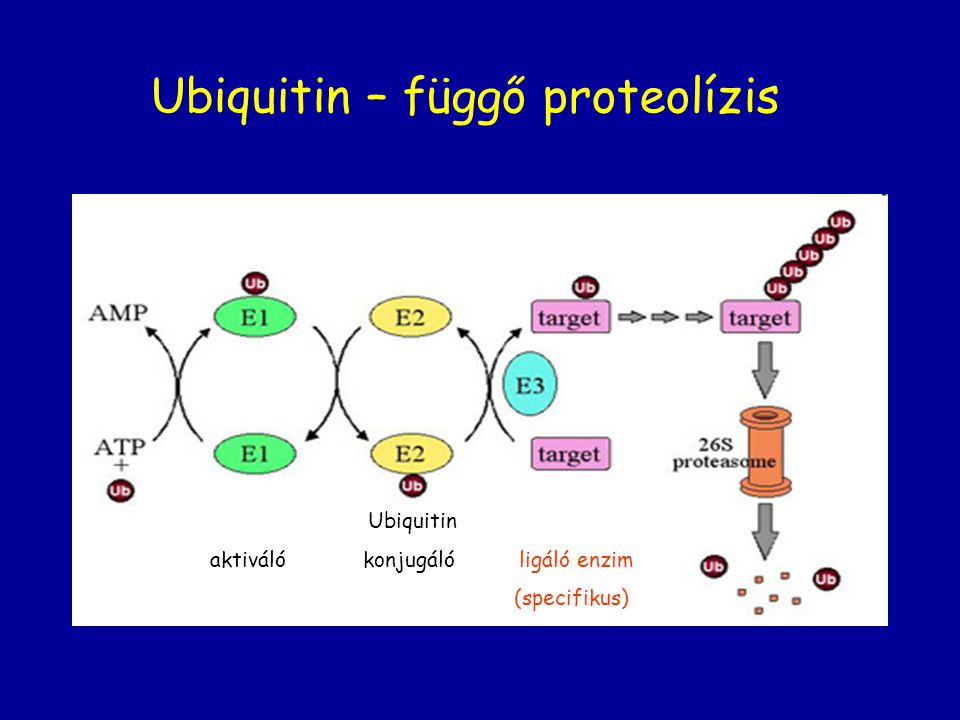 Ubiquitin – függő proteolízis
