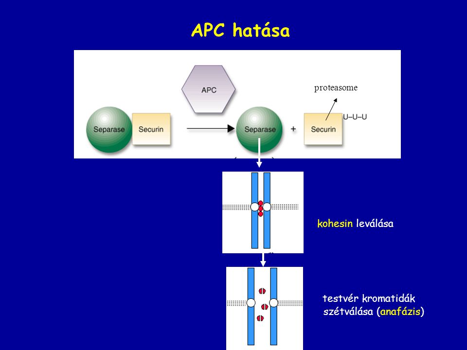 APC hatása kohesin leválása testvér kromatidák szétválása (anafázis)