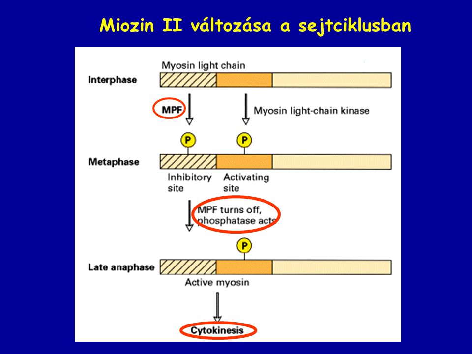 Miozin II változása a sejtciklusban