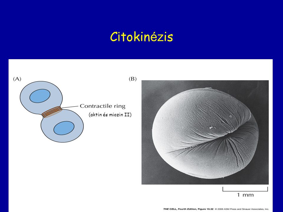 Citokinézis (aktin és miozin II)