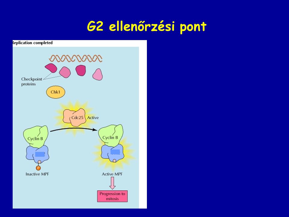 G2 ellenőrzési pont ATR Protein kináz érzékelő közvetítő effektor
