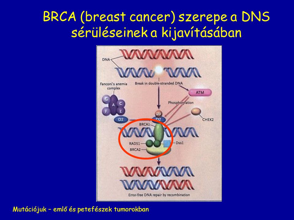 BRCA (breast cancer) szerepe a DNS sérüléseinek a kijavításában