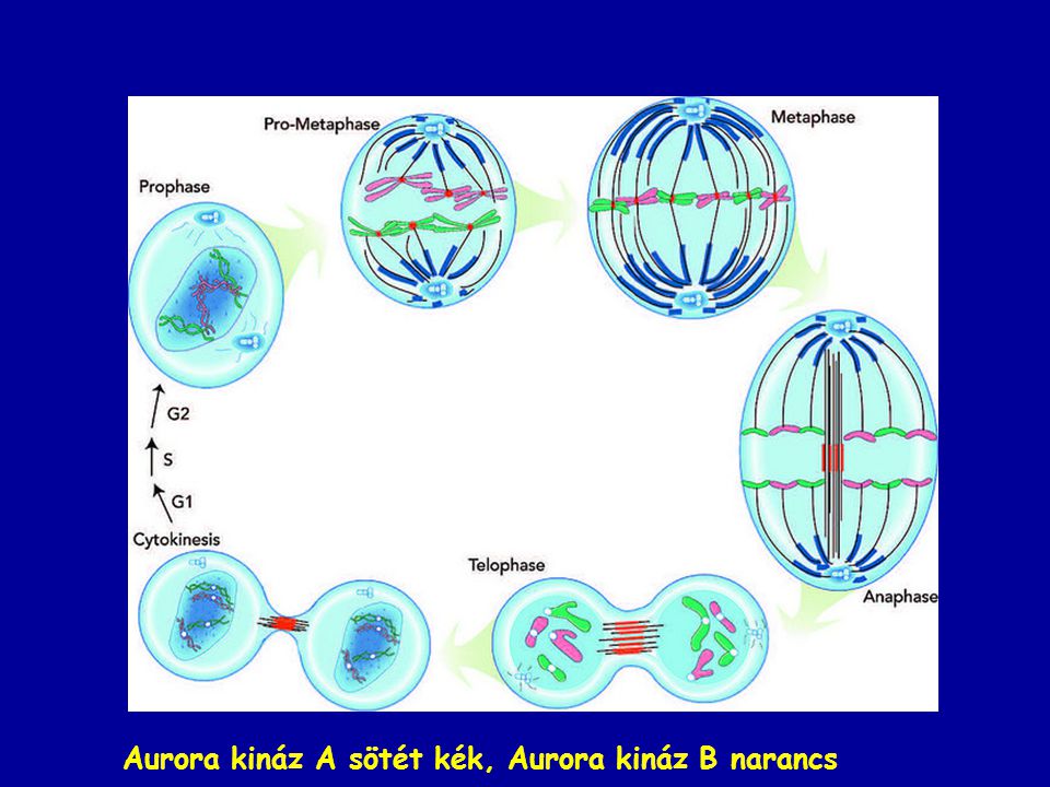 Aurora kináz A sötét kék, Aurora kináz B narancs