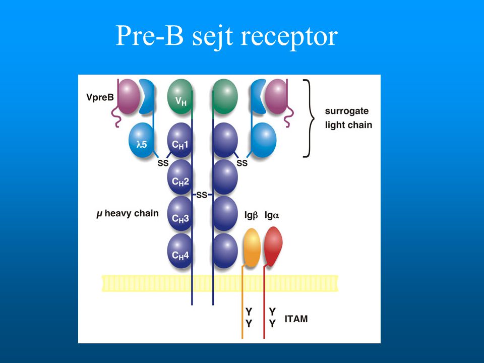 Pre-B sejt receptor