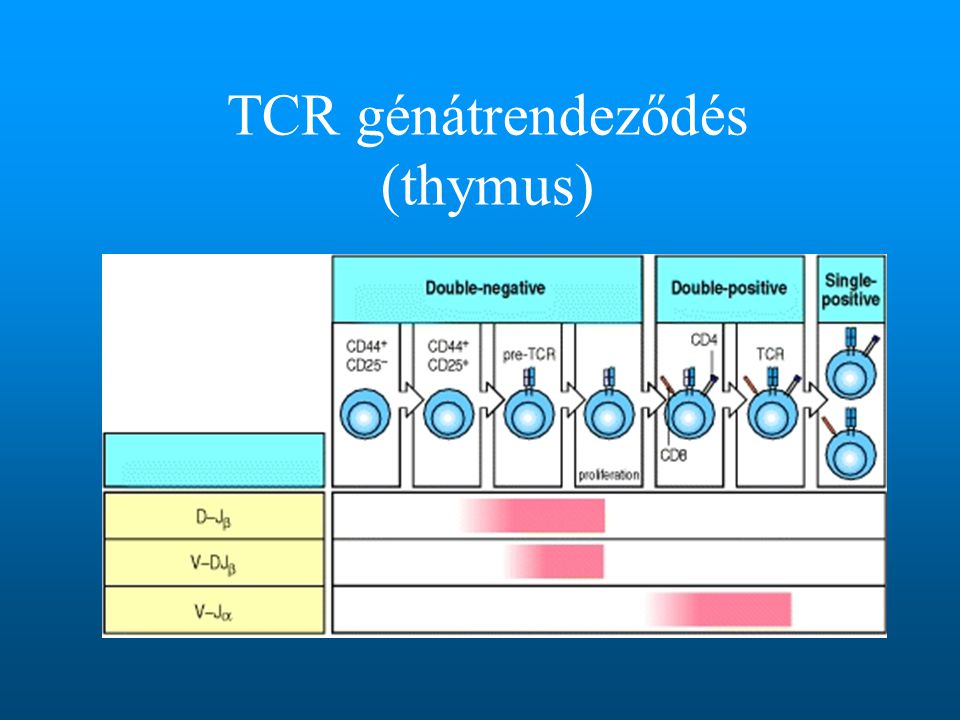 TCR génátrendeződés (thymus)