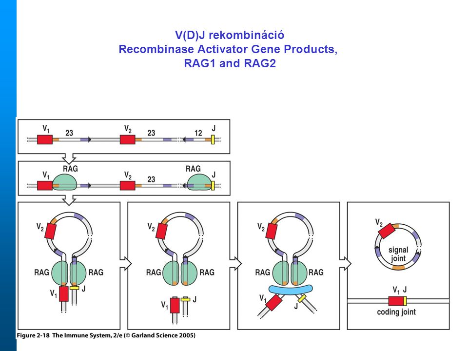 Recombinase Activator Gene Products,