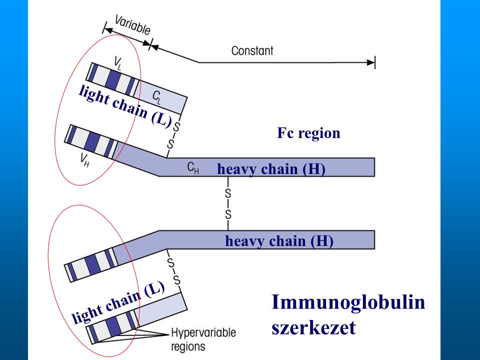 Immunoglobulin szerkezet