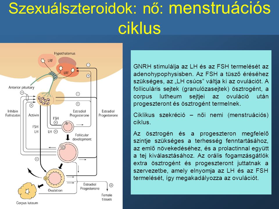 Szexuálszteroidok: nő: menstruációs ciklus