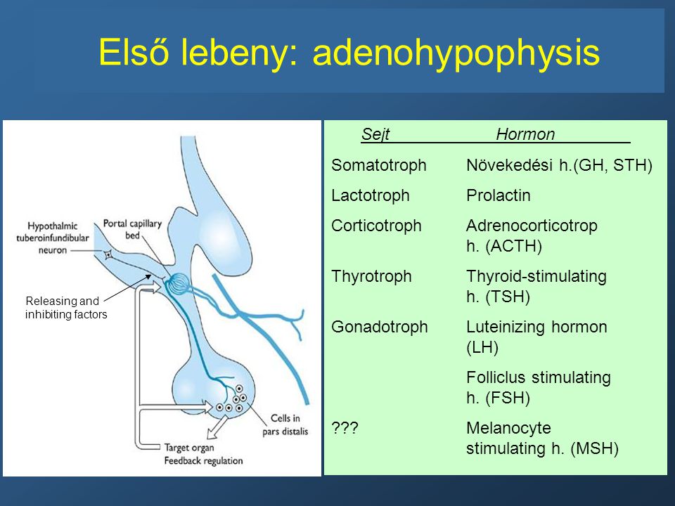 Első lebeny: adenohypophysis