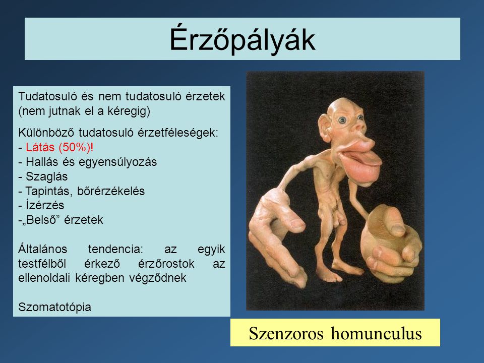 Érzőpályák Szenzoros homunculus