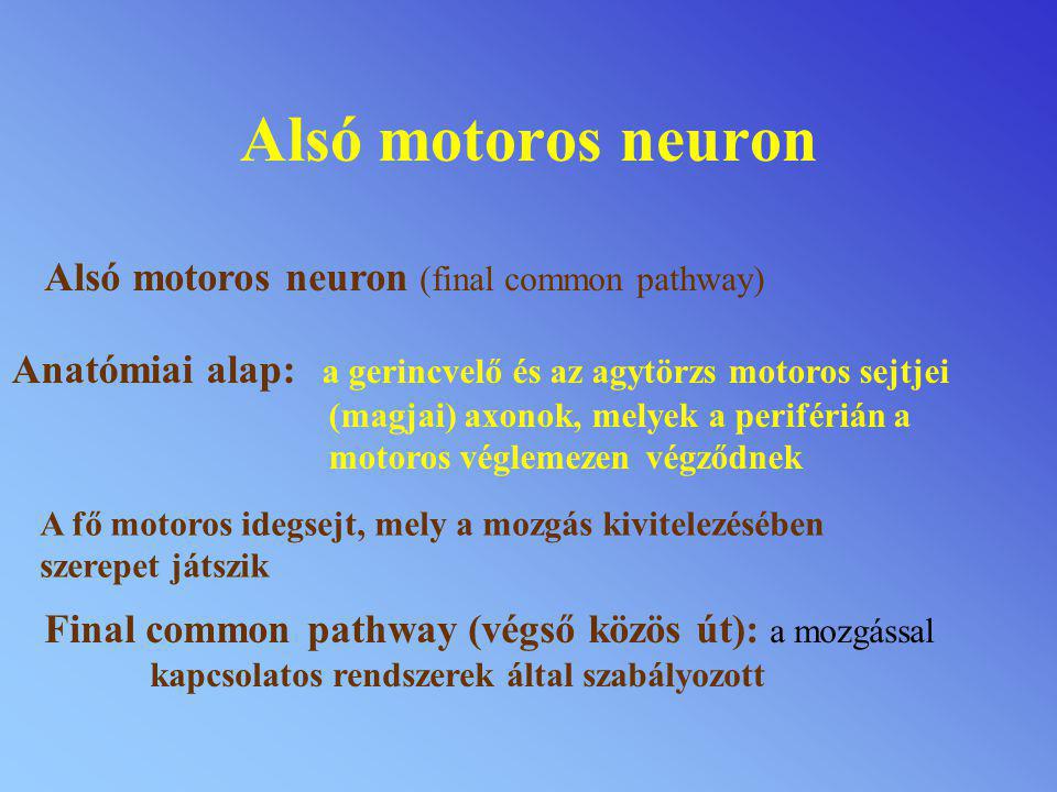 Alsó motoros neuron Alsó motoros neuron (final common pathway)