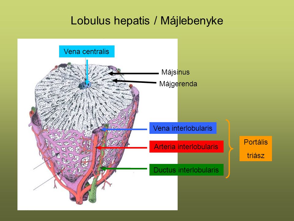 Lobulus hepatis / Májlebenyke