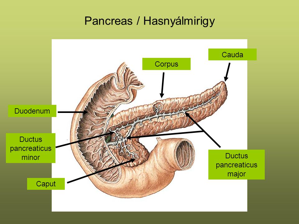 Pancreas / Hasnyálmirigy
