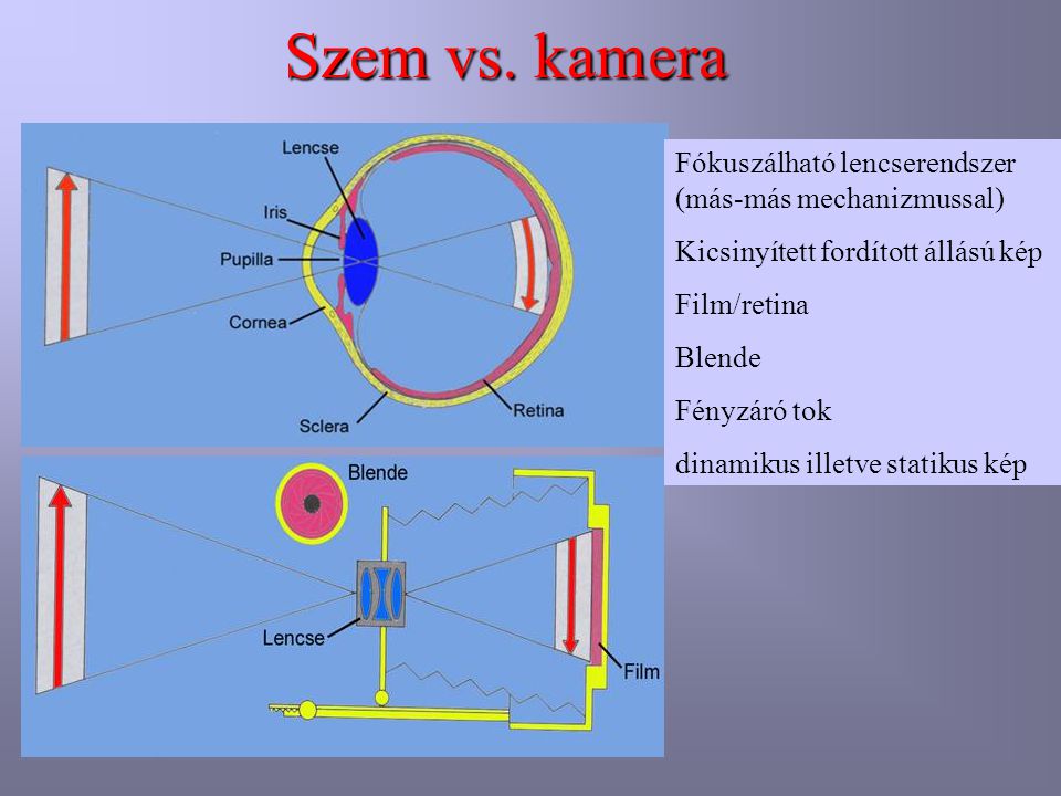 Szem vs. kamera Fókuszálható lencserendszer (más-más mechanizmussal)