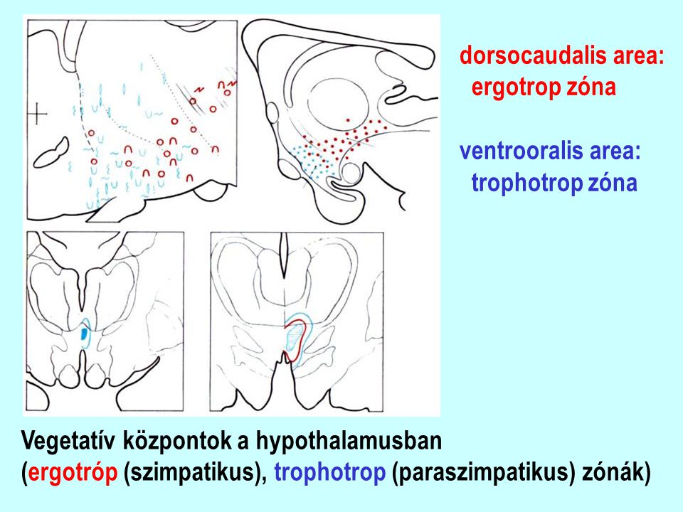 dorsocaudalis area: ergotrop zóna. ventrooralis area: trophotrop zóna. Vegetatív központok a hypothalamusban.