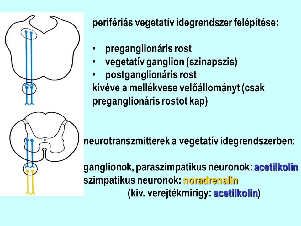 perifériás vegetatív idegrendszer felépítése: