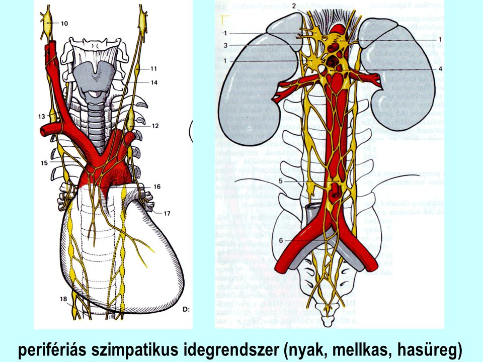 perifériás szimpatikus idegrendszer (nyak, mellkas, hasüreg)