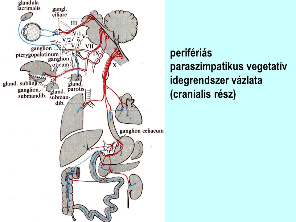 perifériás paraszimpatikus vegetatív idegrendszer vázlata (cranialis rész)