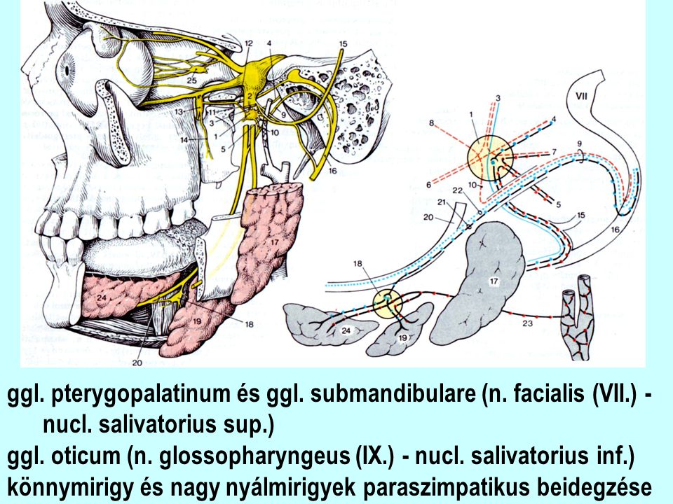 ggl. pterygopalatinum és ggl. submandibulare (n. facialis (VII.) -