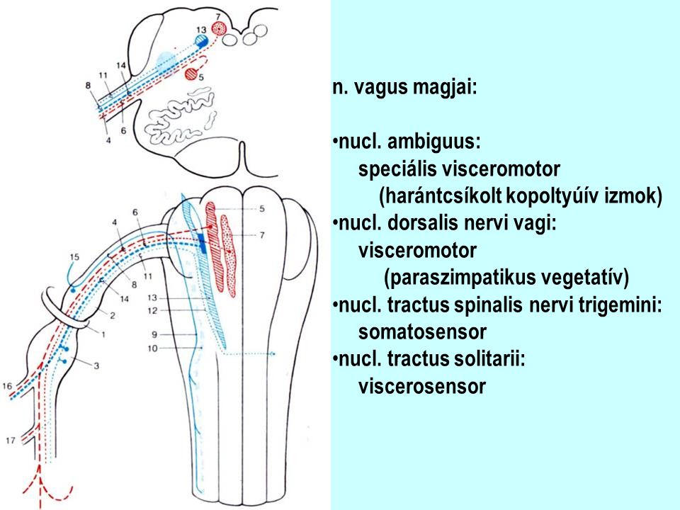 n. vagus magjai: nucl. ambiguus: speciális visceromotor. (harántcsíkolt kopoltyúív izmok) nucl. dorsalis nervi vagi: