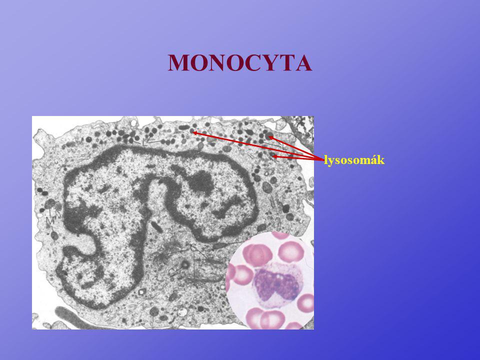 MONOCYTA lysosomák