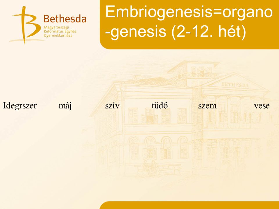 Embriogenesis=organo-genesis (2-12. hét)