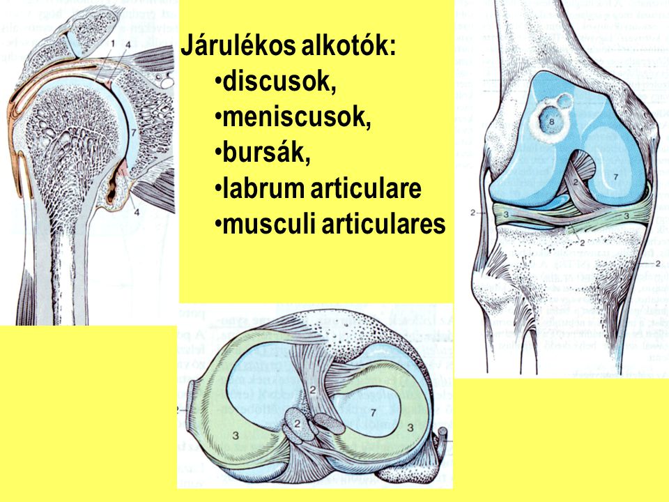 Járulékos alkotók: discusok, meniscusok, bursák, labrum articulare musculi articulares