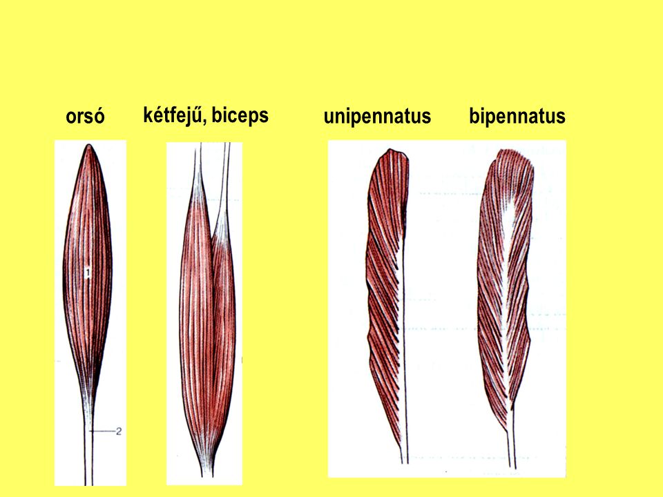 orsó kétfejű, biceps unipennatus bipennatus